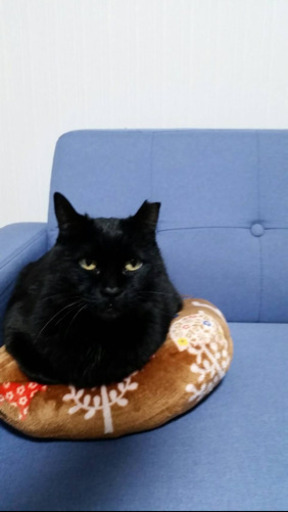 添い寝猫のまるちゃん いずみねこ 別府の猫の里親募集 ジモティー