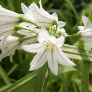 アリウム トリケトラムミカドネギ抜き苗8本 カメレオン 武蔵塚のその他の中古あげます 譲ります ジモティーで不用品の処分