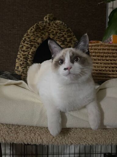 生後6ヶ月位人も猫も大好きなラグドール風男の子 (グッチ) 久留米の猫 