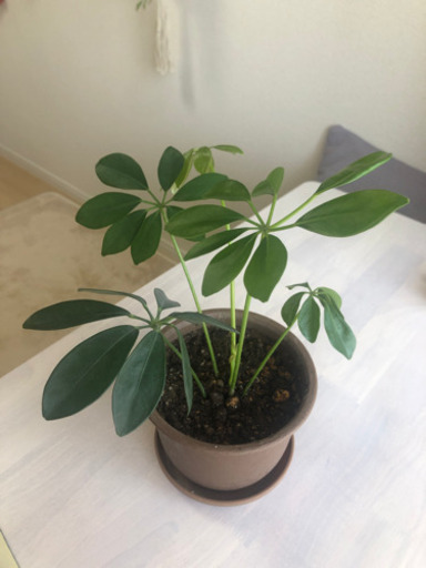 終了 鉢付き 植替え不要 観葉植物 可愛いシェフレラ カポック つぴゆ 豊洲のその他の中古あげます 譲ります ジモティーで不用品の処分