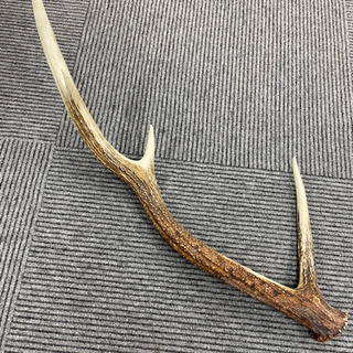 鹿のツノ