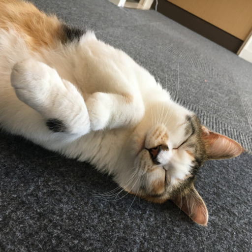 保護猫カフェおそうじスタッフ いやし亭ほご猫茶屋 新宿の軽作業の無料求人広告 アルバイト バイト募集情報 ジモティー