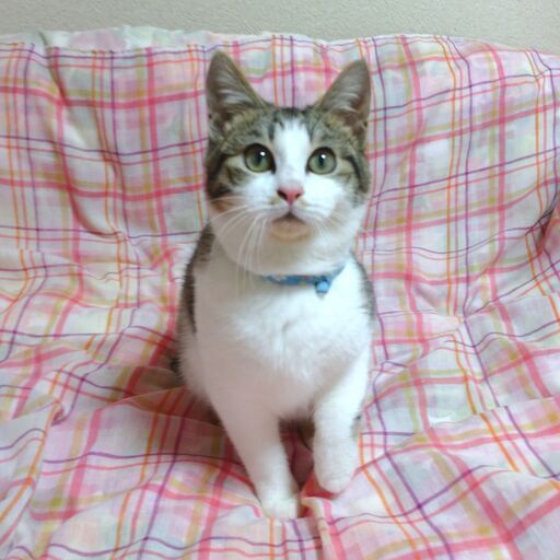 うさぎのようなしっぽがかわいい甘えん坊の男の子 はるちょこ 東屯田通の猫の里親募集 ジモティー