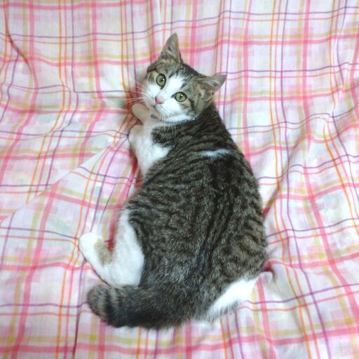 うさぎのようなしっぽがかわいい甘えん坊の男の子 はるちょこ 東屯田通の猫の里親募集 ジモティー