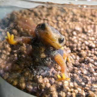 アメイロイボイモリ　一匹　2020年自家繁殖個体