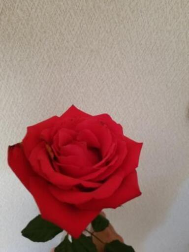 ゴルフクラブ 修正中