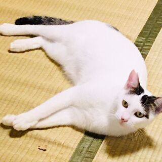 優しいお兄さん猫白にゃー君 - 猫