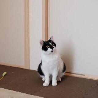 甘えん坊のシロクロ子猫 - 里親募集