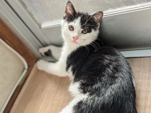 募集一時停止 子猫里親募集オス つきのしっぽ 小串郷の猫の里親募集 ジモティー 募集一時停止 子猫里親募集オス つきのしっぽ 小串郷の猫の里親募集 ジモティー