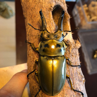 ババオウゴンオニクワガタ  新成虫　未使用　ペア　未後食