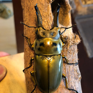 ババオウゴンオニクワガタ  新成虫　未使用　ペア　未後食