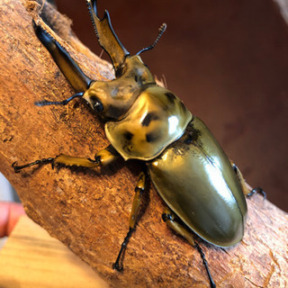 ババオウゴンオニクワガタ  新成虫　未使用　ペア　未後食