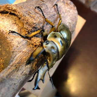 ババオウゴンオニクワガタ  新成虫　未使用　ペア　未後食