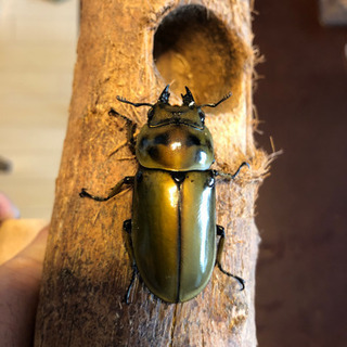 ババオウゴンオニクワガタ  新成虫　未使用　ペア　未後食