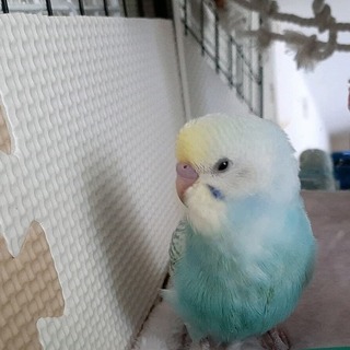 パステルレインボーパイド セキセイインコ