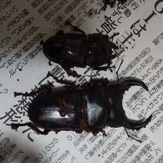 埼玉県 川越市の中古クワガタが無料 格安で買える ジモティー