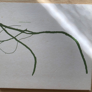 Mileece / Formations