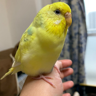 セキセイインコ🐤人馴れしてます