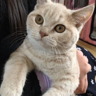 スコティッシュフォールド子猫 (まろん) 観音寺の猫の里親募集｜ジモティー