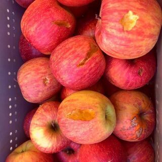 ⑥リンゴ好きな方や食育目的に使って頂ける方に、くずリンゴではありますが無償で青森県産の葉とらず完熟リンゴを譲ります。常温でも一週間以上日持ちします。の画像