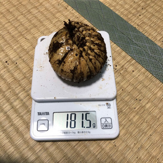 アクティオンゾウカブト 幼虫5匹