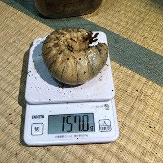 アクティオンゾウカブト　幼虫5匹