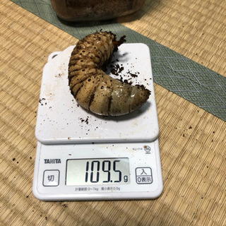 アクティオンゾウカブト　幼虫5匹 アクティオンゾウカブト 幼虫5匹