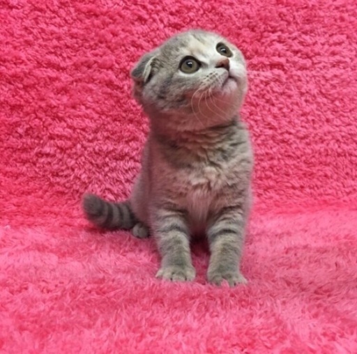 スコティッシュフォールド子猫 まろん 観音寺の猫の里親募集 ジモティー スコティッシュフォールド子猫 まろん 観音寺の猫の里親募集 ジモティー