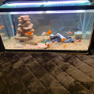 KOTOBUK PROGRE 90水槽 金魚、ドジョウ、ヌマエビ、