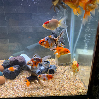 KOTOBUK PROGRE 90水槽 金魚、ドジョウ、ヌマエビ、