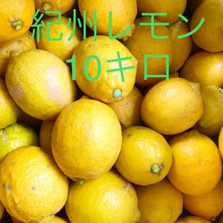 レモン　10キロ