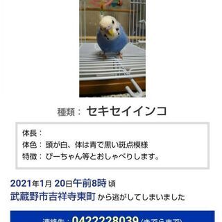 【東京都武蔵野市吉祥寺東町】セキセイインコ探しています