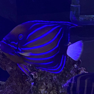 海水魚 ゴンド・アート :Touch the GOND | 河出書房新社 ゴンドアートNo.38