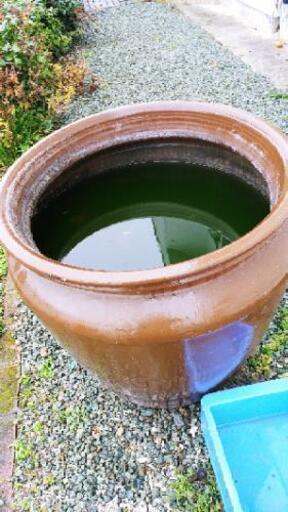 大水鉢(直径81ｾﾝﾁ高さ88ｾﾝﾁ)