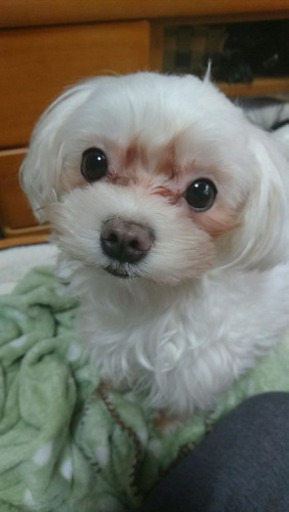 マルチーズの涙やけで困っています なお 名古屋の教えての助け合い ジモティー