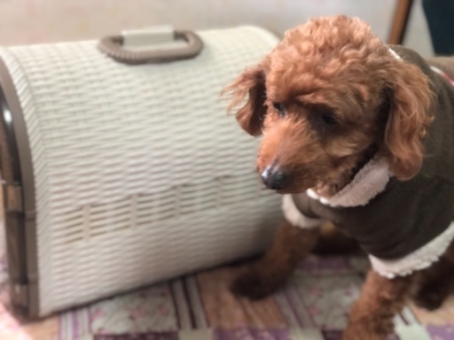 小型犬カゴバスケット Orange 高柳の家具の中古あげます 譲ります ジモティーで不用品の処分