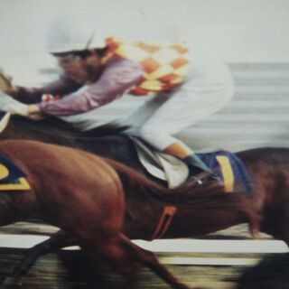 テンポイント　東京4歳ステークス　競馬パネル　W530✕H420　競走馬　サラブレッド