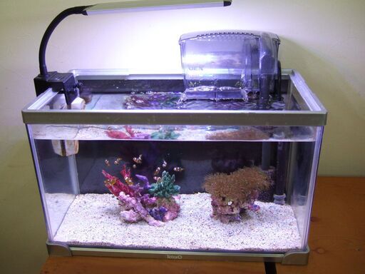 海水魚飼育セット 生体付き クマノミ6匹 でかくま 旭川のその他の中古あげます 譲ります ジモティーで不用品の処分