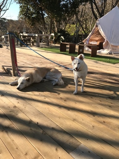 一緒にドッグカフェに行きたい人犬連れでハイキングしたい人募集中 ロックン 逗子のその他のメンバー募集 無料掲載の掲示板 ジモティー
