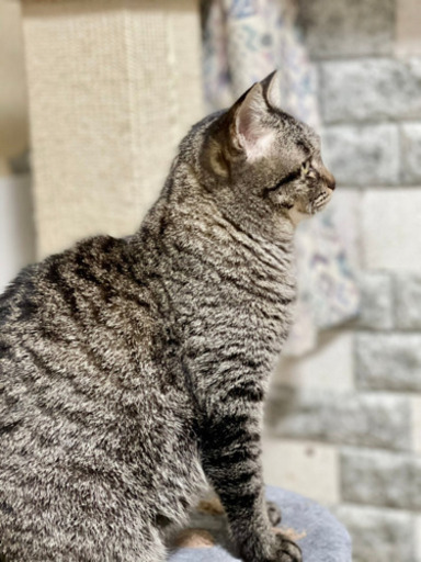 うらちゃん あわねこ保育園 徳島の猫の里親募集 ジモティー うらちゃん あわねこ保育園 徳島の猫の里親募集 ジモティー