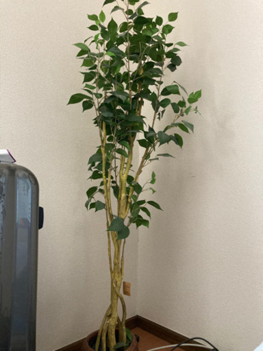 観葉植物　美品　早い者勝ち‼️