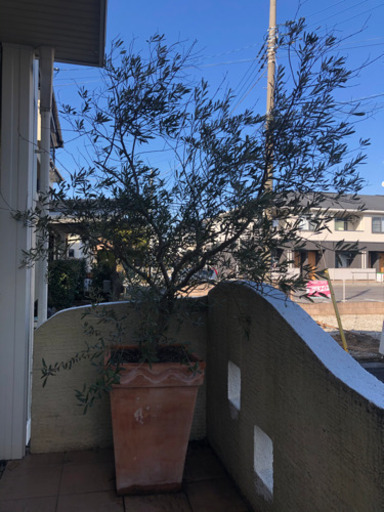 観葉植物　オリーブ