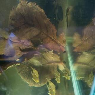 中古オトシンネグロが無料 格安で買える ジモティー