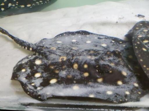 決まりました」淡水エイ(ブラックダイヤモンドポルカ)15cm前後 雌