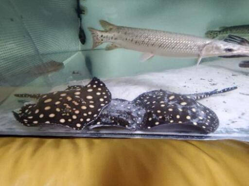 決まりました」淡水エイ(ブラックダイヤモンドポルカ)15cm前後 雌