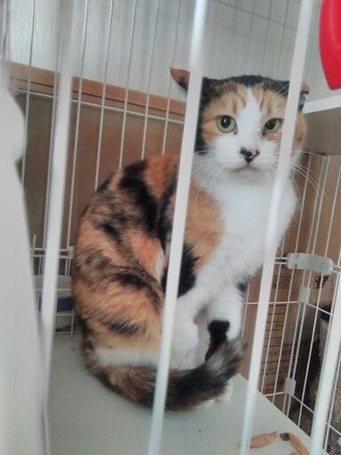 三毛猫姉妹海ちゃん空ちゃん推定４歳 モモムスメ 福島の猫の里親募集 ジモティー