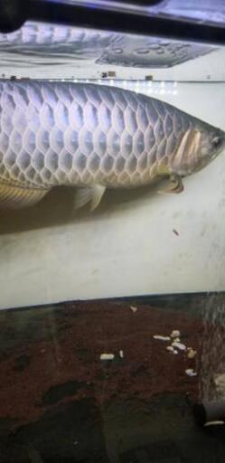 アロワナ、ﾎﾟﾘﾌﾟ 水槽セット全て