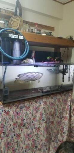 アロワナ、ﾎﾟﾘﾌﾟ　水槽セット全て