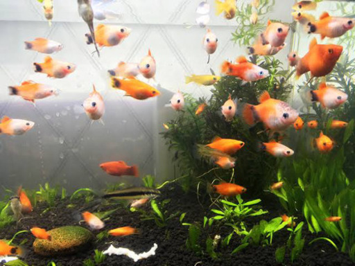 タマミジンコ グッピー プラティ モーリー コリドラス好きなものをどうぞ はじめたそ 西川口のその他の中古あげます 譲ります ジモティーで不用品の処分