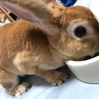 ミニレッキスの2歳の女の子です。 − 北海道